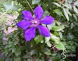 Clematis Flower Pictures Photos