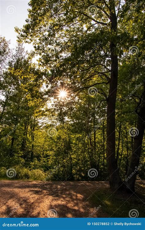 Sunbeams Peek Through The Trees Over A Dirt Road In The Forest Of The