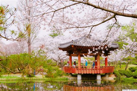 Book Day Tour To Gyeongju Cherry Blossom Festival From Busan Indiway