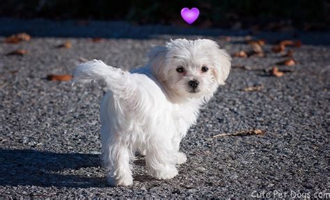Maltese Dogs And Cute Teacup Maltese Puppies Cute Pet Dogs