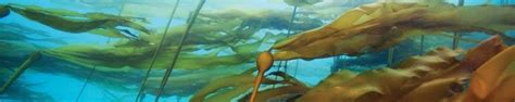 The Project — Vashon Kelp Forest