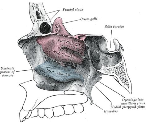 Nose Anatomy Csohns
