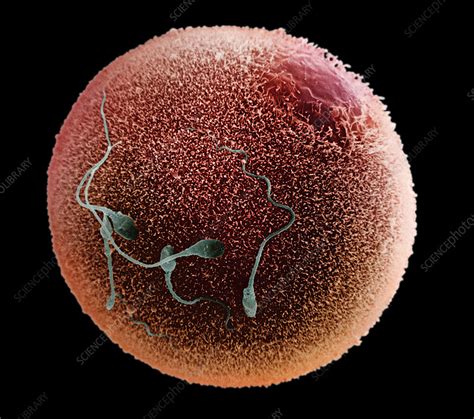Human Spermatozoa Fertilizing An Egg Stock Image P Science