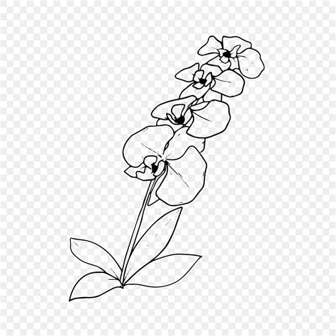 Sketsa Gambar Bunga Anggrek Kartun Fantastis 14 Gamba