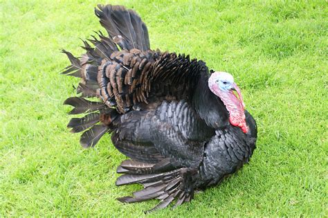 A sunny escape, a wonder of ancient ruins, and a dynamic country stirring with life—turkey is a multilayered delight. Turkey - True Wildlife Creatures