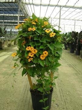 10 best annual flowering vines for your garden. Flowering Vines: What Are 10 Of The Best Trellis Plants ...