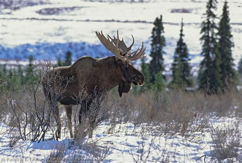 Bull Moose On Winter Tundra