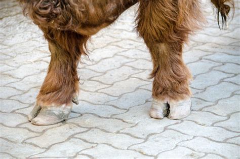 Bull Hooves Stock Photos Pictures And Royalty Free Images Istock