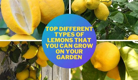 Top Different Types Of Lemons Trees