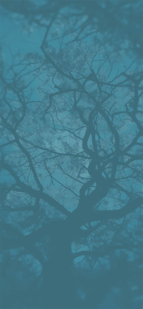 Tree Branches Blue Aesthetic Wallpapers Blue Wallpaper Iphone