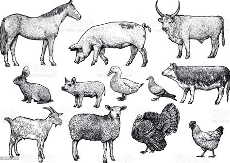 Farm Animal Set Illustration Drawing Engraving Line Art