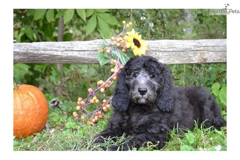 Healthy, purebred labradoodle puppies directly from ethical breeders. Labradoodle puppy for sale near Akron / Canton, Ohio ...