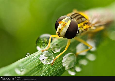 The Very Best Of Macro Photography Pt.2 [20 Pics] | I Like To Waste My Time