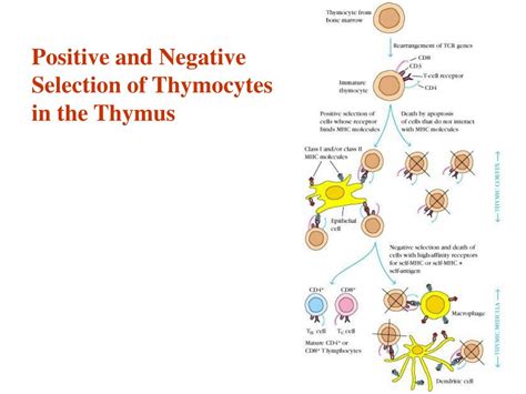 Ppt Chapter T Cell Maturation Activation And Powerpoint Presentation Id