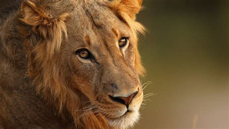 南アフリカのライオン、「密猟者」を食べる 頭だけ残し Wedge Onlineウェッジ・オンライン