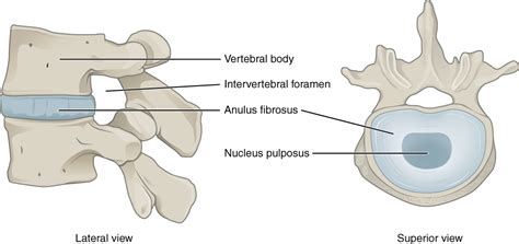 The Vertebral Column · Anatomy And Physiology
