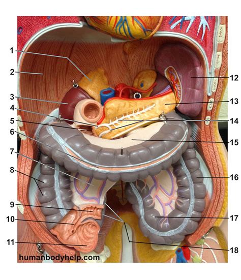 Anatomical planes in a human: Torso Digestive Deep - Human Body Help