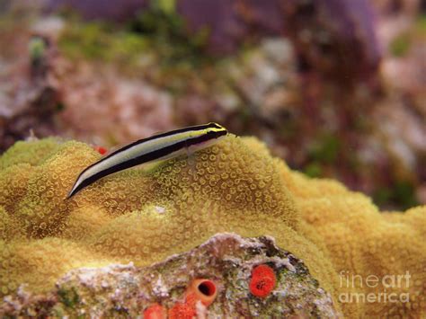 Cleaner Goby Photograph By Brian Ardel Fine Art America