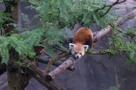 Rusty The Red Panda Has Left The National Zoo Dcist