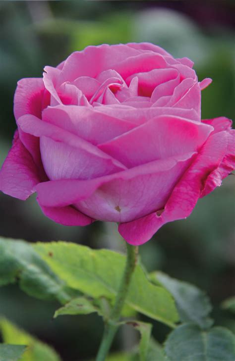 Rose American Beauty Rosas Flores Incienso