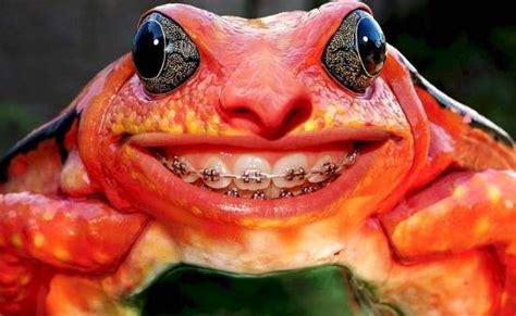 Sorriso Impressionante Funny Frogs Funny Photoshop Funny Animals