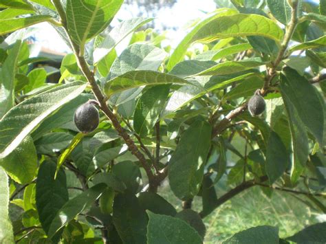 My Edible Fruit Trees Fig Trees Qld