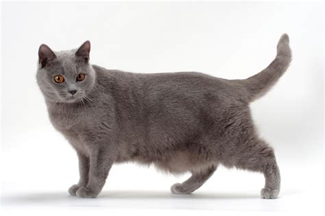 Chartreux Cat Breed Information Cat Breeds At Thepetowners