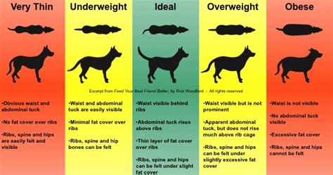 Weight The Labrador Forum