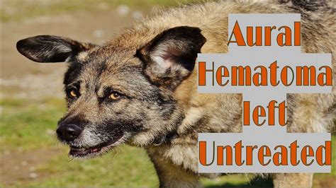 Aural Hematoma Dog Healthapo