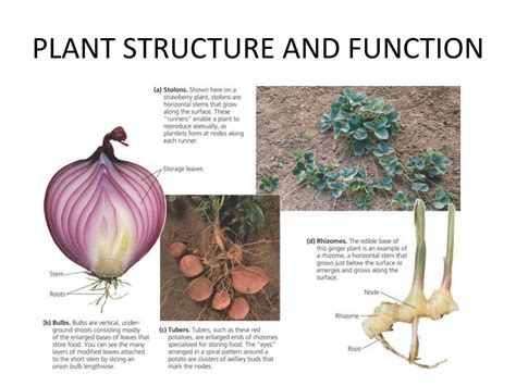 Ppt Plant Structure And Function The Last Chapter Powerpoint