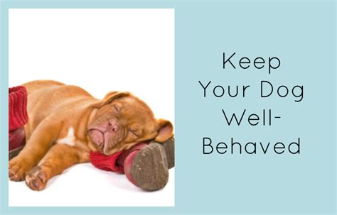 Keep Your Dog Well Behaved Pet Hooligans