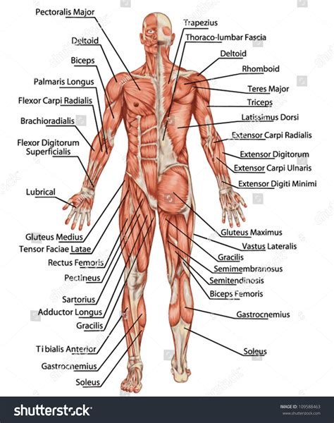 Anatomy Of Male Muscular System Posterior And Anterior View Full Body Didactic Stock