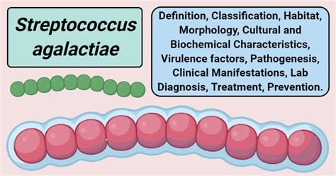 Streptococcus Agalactiae An Overview Microbe Notes