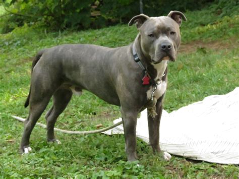 Blue nose brindle pitbull action shots and some pictures of her. 10 Months. Knight "Sabre" the Thunderfoot. Blue Nose ...