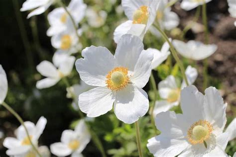 10 Best Border Perennials Garden Lovers Club