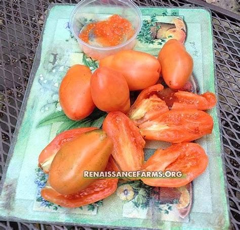 Orange Banana Paste Tomato Renaissance Farms Heirloom Tomato Seeds In