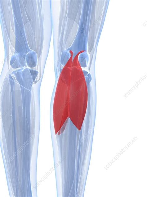 Calf Muscles Artwork Stock Image F0050672 Science Photo Library