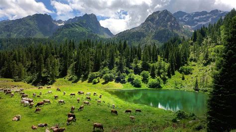Nature Landscape Trees Forest Alps Italy Water Lake Animals