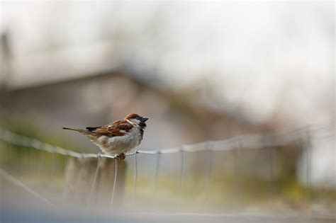 Photography Sparrow Macro Blurred Birds Fence Bokeh House