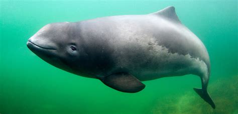 To Save The Baltic Sea Harbor Porpoise Scientists Try Listening