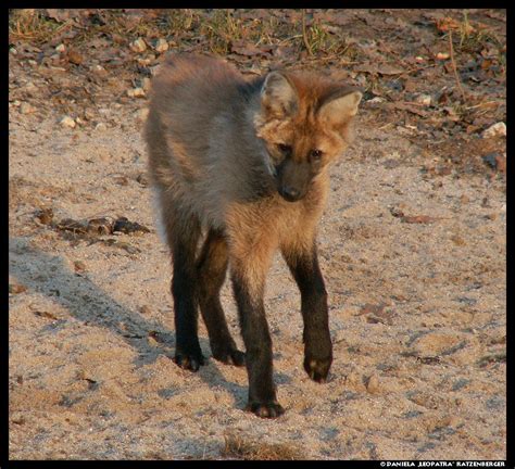 Maned Wolf Pup Play No3 By Leopatra Lionfur On Deviantart