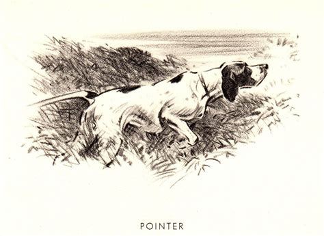 Antique Hunting Dog Pointer Print Pointer Dog Illustration Hunting