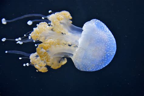 A Guide To The Cnidarians Basics And Beyond