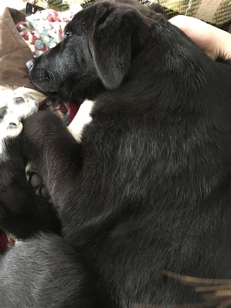 58 Top Photos Great Pyrenees Black Lab Mix Puppy This Is Harvey My