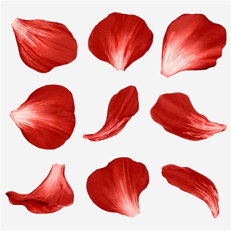 Flower petals element vector set | Free Vector - rawpixel