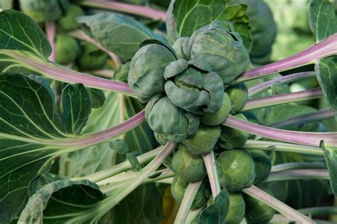 How To Grow Brussels Sprout Plants General Planting