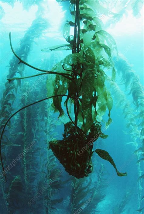 Giant Kelp Stock Image C0026802 Science Photo Library