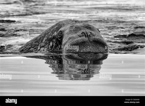 Far East Wildlife Black And White Stock Photos And Images Alamy