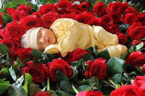 Rose Beautiful Baby Photos With Flowers 60 Free Baby Rose Baby Images