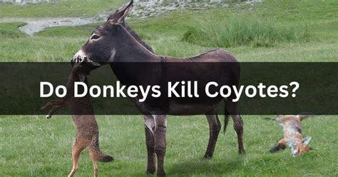 Do Donkeys Keep Coyotes Away Complete Guide Coyote